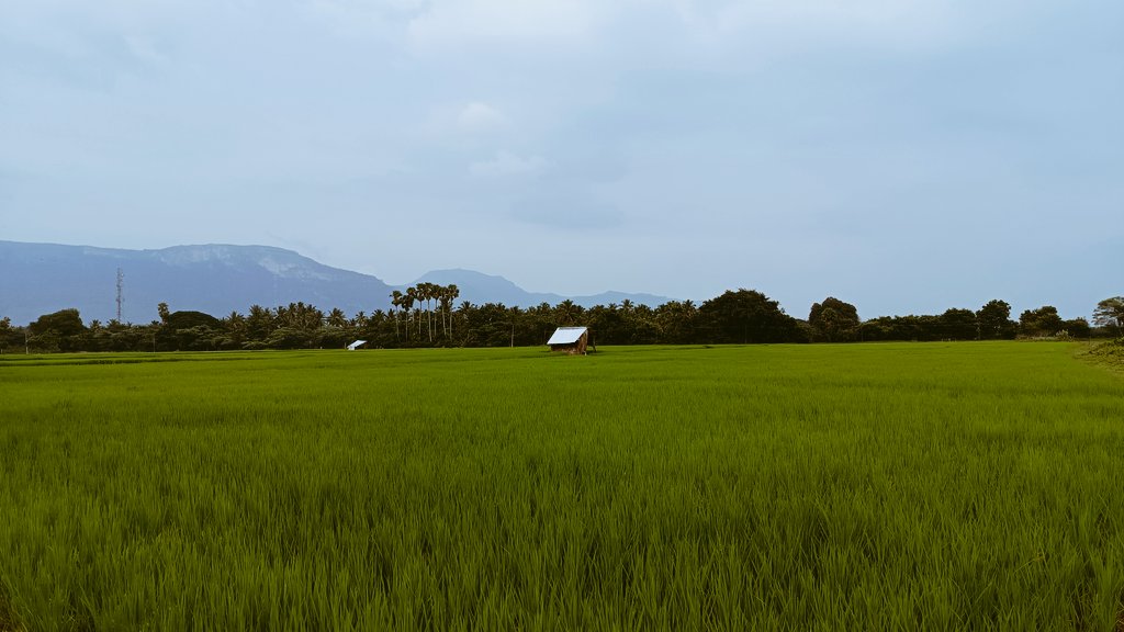 Kalinga_amsha's tweet image. Bliss!