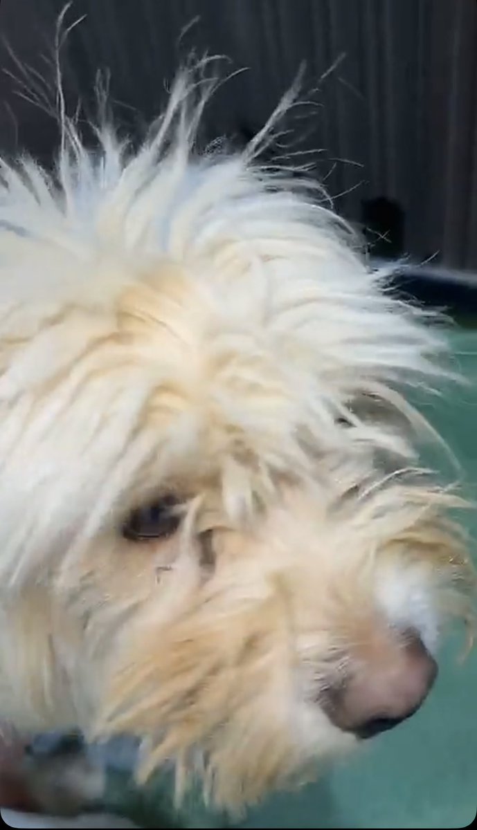 بالله شعره ما ذكركم بشعر شخص؟