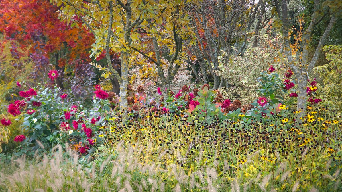 Focus shifts to texture in John's Garden at Ashwood. Flamboyant colour fades and structural beauty emerges. Dahlias of course hang on a little longer.