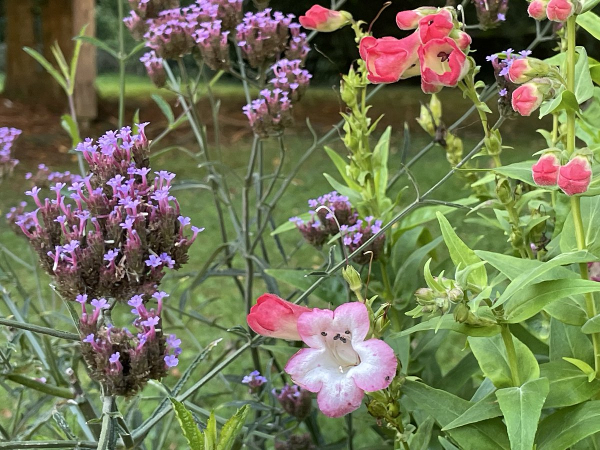 L’automne si doux et si flamboyant ! Garder les pieds sur terre, s’apaiser à la vision de la nature qui sait maintenir et s’adapter. Garder confiance dans ce cadeau, dans sa capacité à nous porter au delà des folies humaines