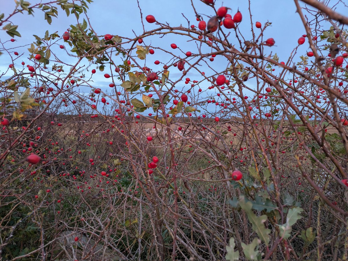 jetztsagichwas's tweet image. "Die Summe unseres Lebens sind die Stunden, in denen wir lieben." 
Saadi