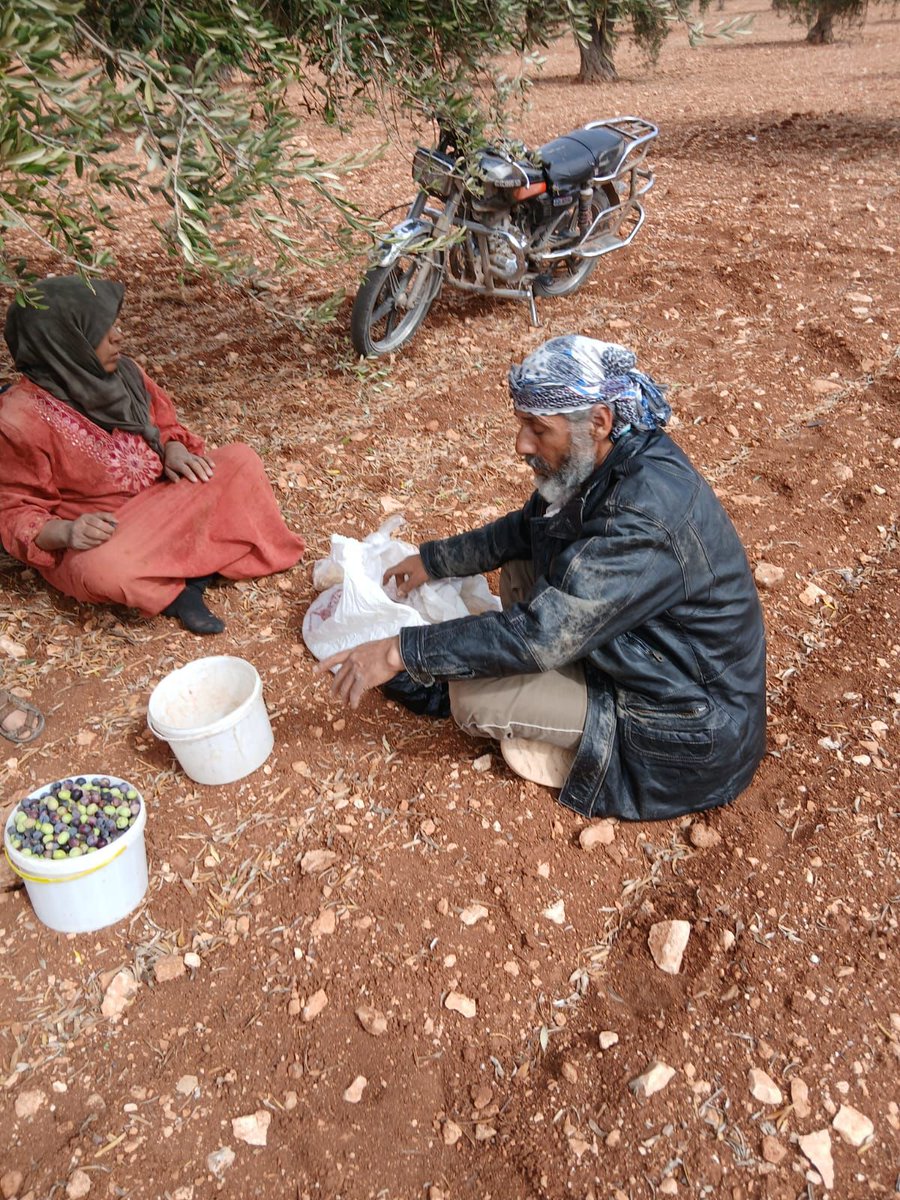 RojavaNetwork's tweet image. Images showing Illegal Arab settler thieves stealing olive crops from the lands of Kurds in the village of Kamrouk and Qenterê in occupied Afrin countryside