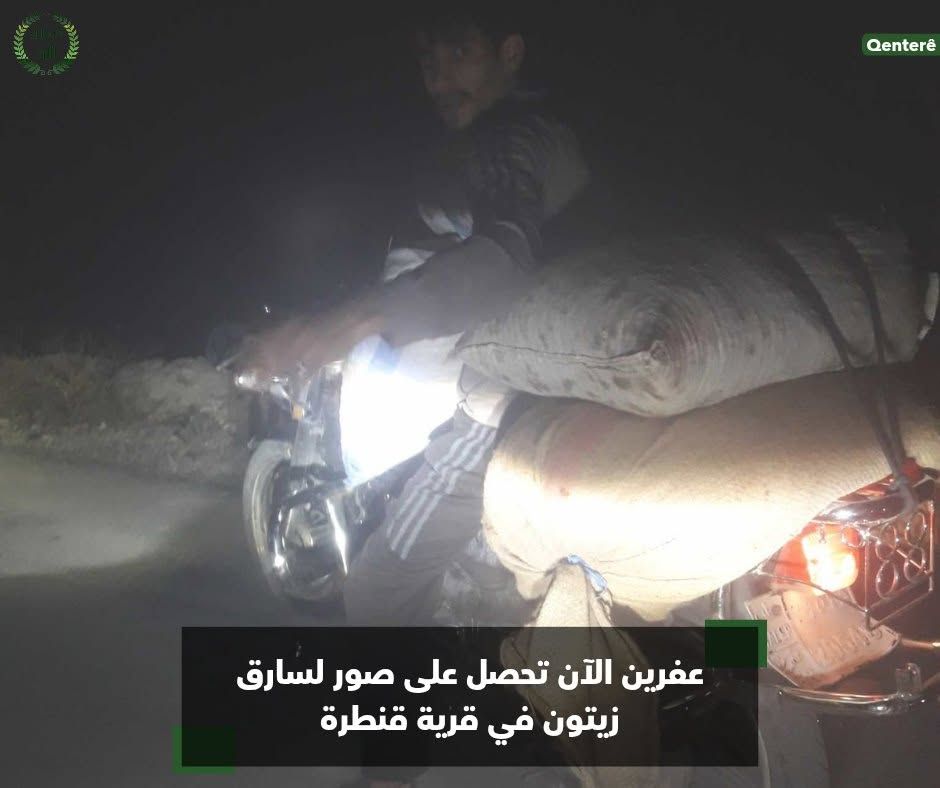 RojavaNetwork's tweet image. Images showing Illegal Arab settler thieves stealing olive crops from the lands of Kurds in the village of Kamrouk and Qenterê in occupied Afrin countryside