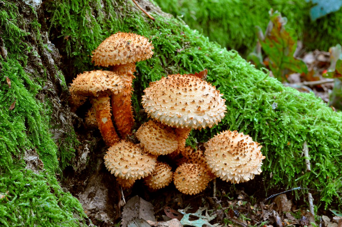 One of the highlights of the fungus foray at <a href="/BBOWT/">BBO Wildlife Trust</a>'s Bowdown Woods, nr Newbury this morning - Shaggy Scalycap Pholiota squarrosa
