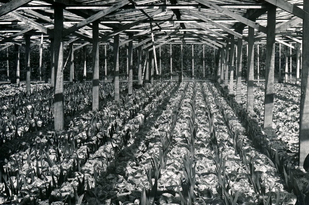 Over #mengteelt gesproken. #Gladiolen met #sla ertussen. (Historisch archief Westland)