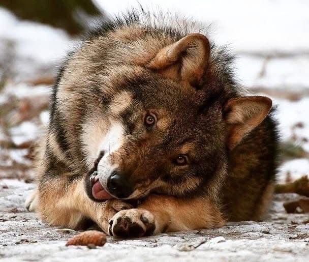 Wolf (@wolflope) on Twitter photo 