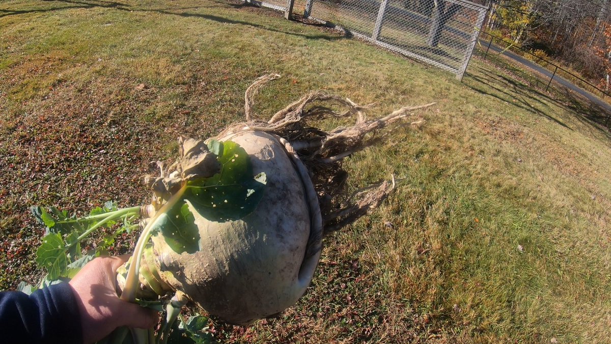 anson_ag's tweet image. Rugged. Complicated. Sweet. It’s the Gilfeather Turnip, the #Vt state veggie. Need to up my game. Mine only weighed 7 pounds at the annual Gilfeather festival in Wardsboro. Many were over 15 pounds. #nextyear.