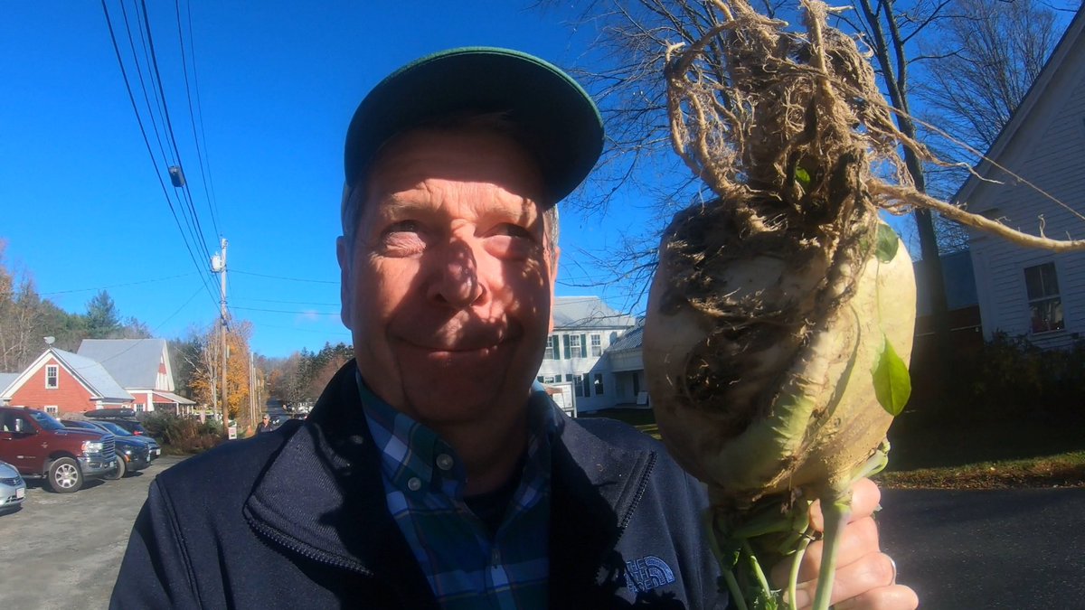 anson_ag's tweet image. Rugged. Complicated. Sweet. It’s the Gilfeather Turnip, the #Vt state veggie. Need to up my game. Mine only weighed 7 pounds at the annual Gilfeather festival in Wardsboro. Many were over 15 pounds. #nextyear.