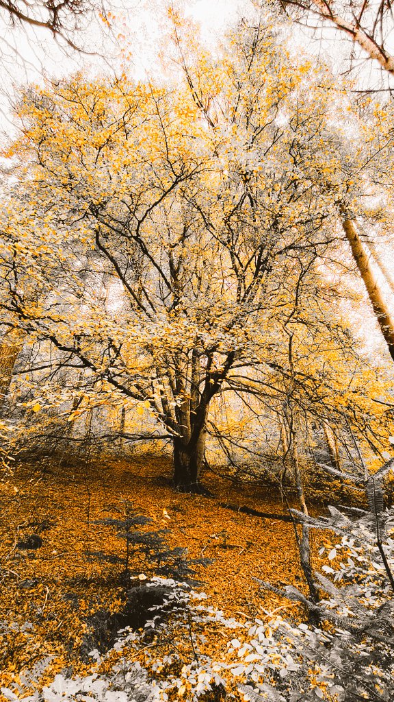 Astrid16318158's tweet photo. BealachPath #LochFaskally #Faskally
#Pitlochry #EnchantedForest #Foto https://t.co/tf6Rdq5KBj