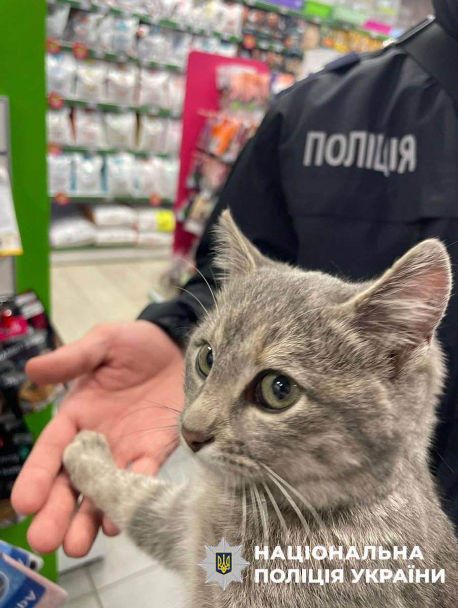 ❤️ A tiny kitten was rescued from the rubble in Desnianskyi district in Kyiv by a police investigator who was documenting a Russian war crime, and she became his new family.