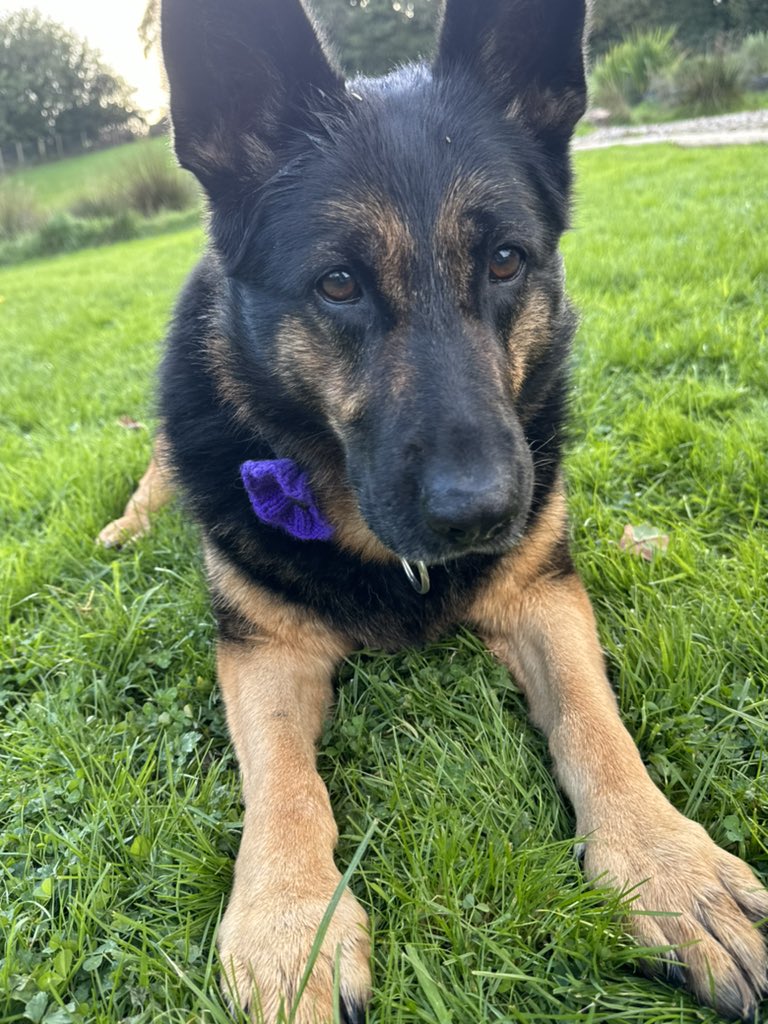 Got my purple poppy on from <a href="/MA_PurplePoppy/">Murphy's Army Purple Poppy Campaign</a> 💜💙🐾