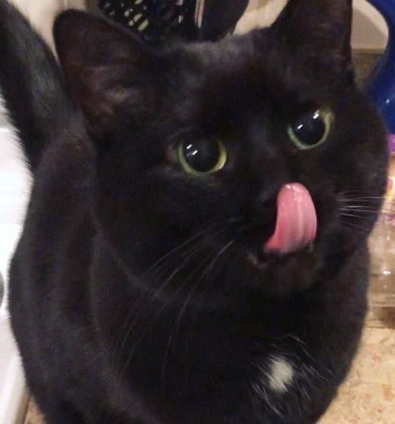 Black cats are not bad luck tweet media