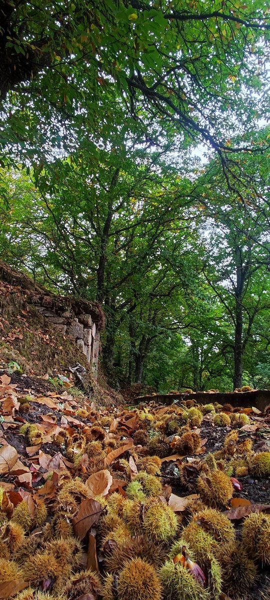 #Oricios de tierra adentro