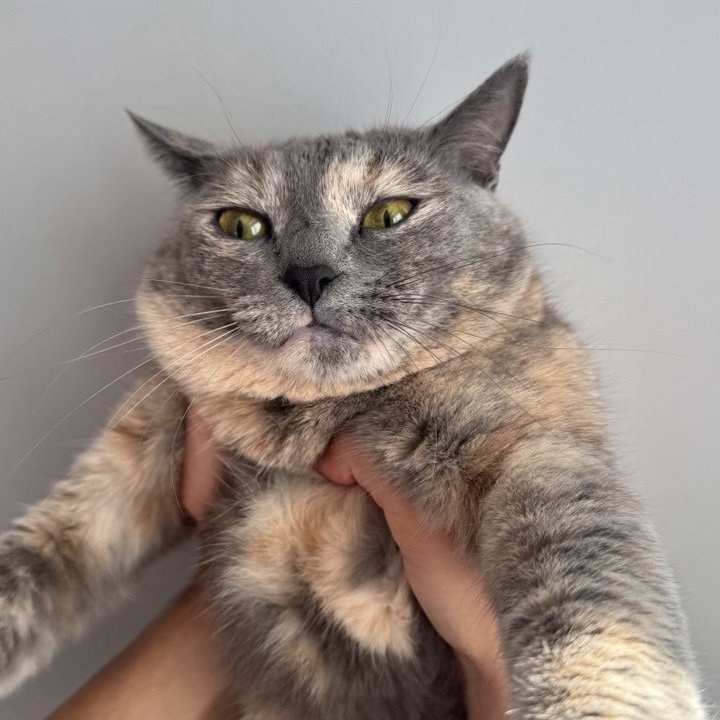 Just Elizabeth Cat tweet media