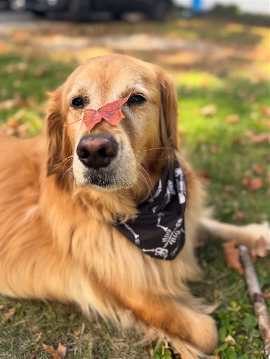 Fallin’ for Brew 🍁