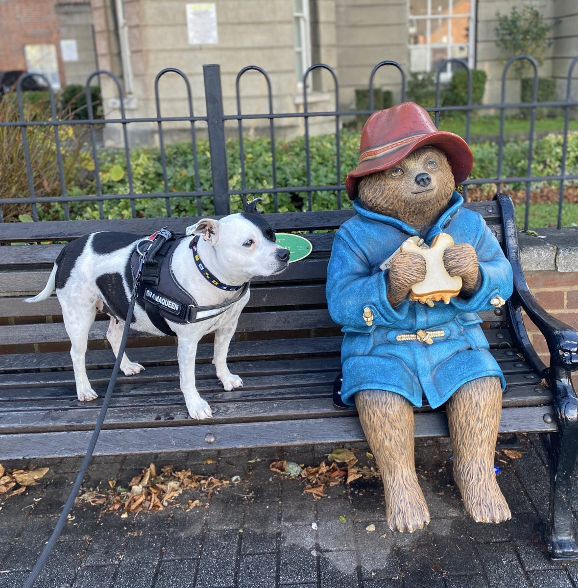 If I wait long enough I might get a bite of that marmalade sandwich! #staffiesaturday <a href="/paddingtonbear/">Paddington</a> <a href="/DT_Salisbury/">Dogs Trust Salisbury</a>