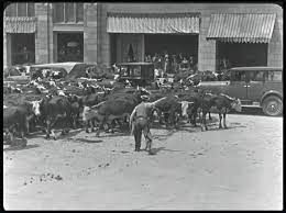 Oct. 25, 1925: “Go West,” a Buster Keaton film comedy about a ranchhand’s desperate efforts to save his favorite cow Brown Eyes from ending up as a steak, is released. The film includes a Keaton stunt spectacle—a herd of cattle tearing up downtown Los Angeles—as its climax. 1/2