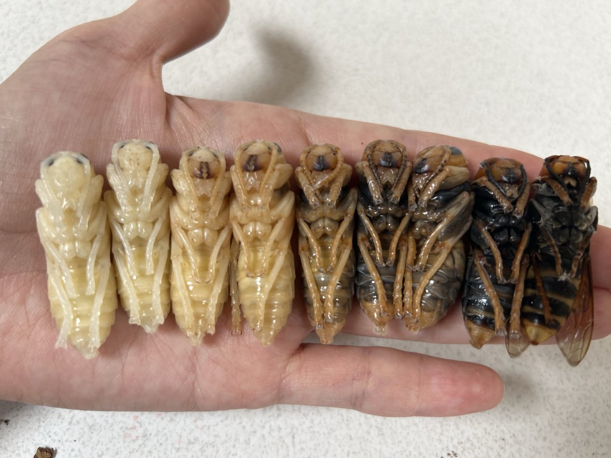 ㇲㇲ¨乄八¨チ仮面ヒロポン(33歳無職乞食) (@philopon_vespa