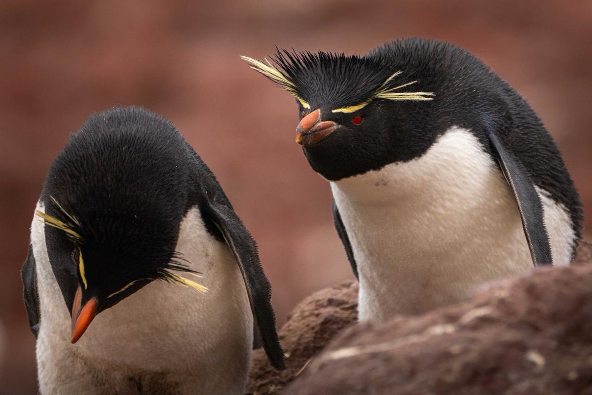 kinipolegus's tweet photo. Para alegrarles este sábado pre electoral les dejo unas fotos de Puerto Deseado. Que lugar subapreciado/visitado/conocido. Cada vez que vengo no puedo creer que no sea una atracción mundial. No solo por la fauna. En estos días les cuento varias historias de la zona. https://t.co/SilW4FIzDW