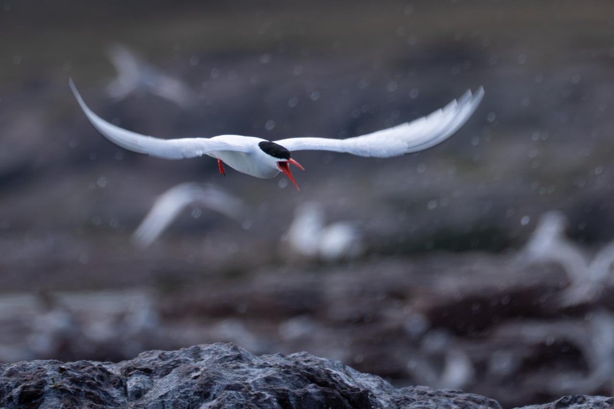 kinipolegus's tweet photo. Para alegrarles este sábado pre electoral les dejo unas fotos de Puerto Deseado. Que lugar subapreciado/visitado/conocido. Cada vez que vengo no puedo creer que no sea una atracción mundial. No solo por la fauna. En estos días les cuento varias historias de la zona. https://t.co/SilW4FIzDW