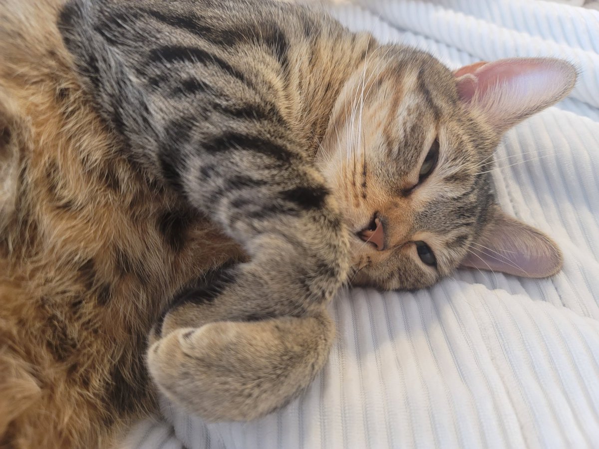 JRMontarbo's tweet image. Saturday mornings are for laying 
in bed and reading with Pip! ☺️🙌

Good morning, everyone! 
Happy #Caturday 😊 

#Pip #Blessed 
✌️❤️🙏