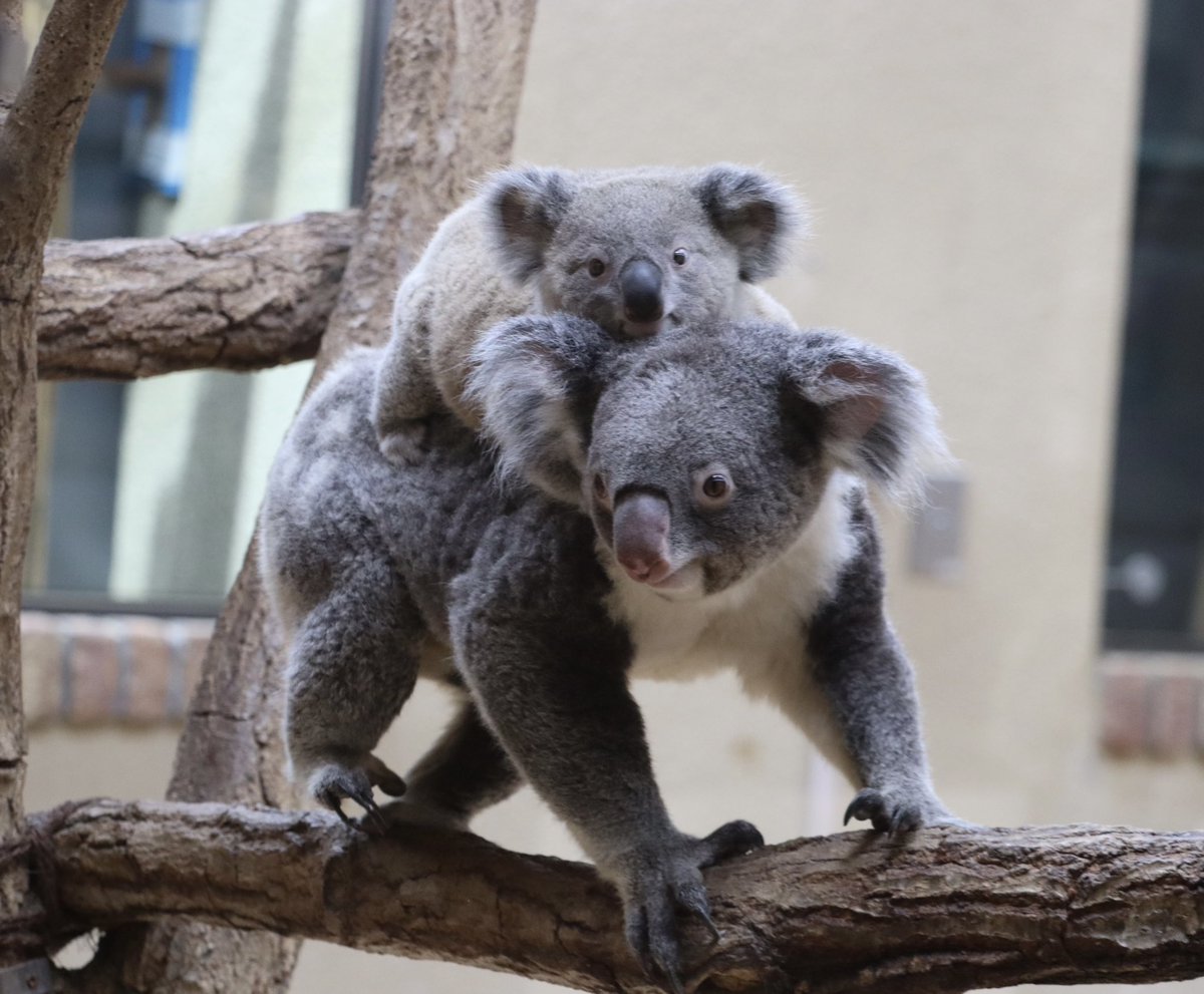 サーロイン様　koala ひまわり🌻 on X