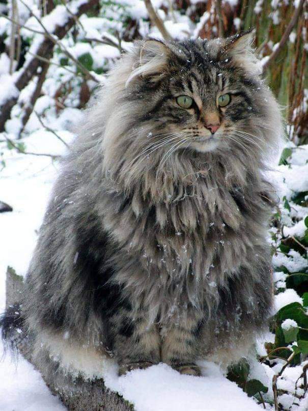 Norwegian forest cat is known for its large size, expert climbing skills and its ability to withstand colder climates. Native to Northern Europe, the cat breed is rumored to have been brought to Norway by the Vikings circa 1000 AD.

Easygoing and personable, the Norwegian forest