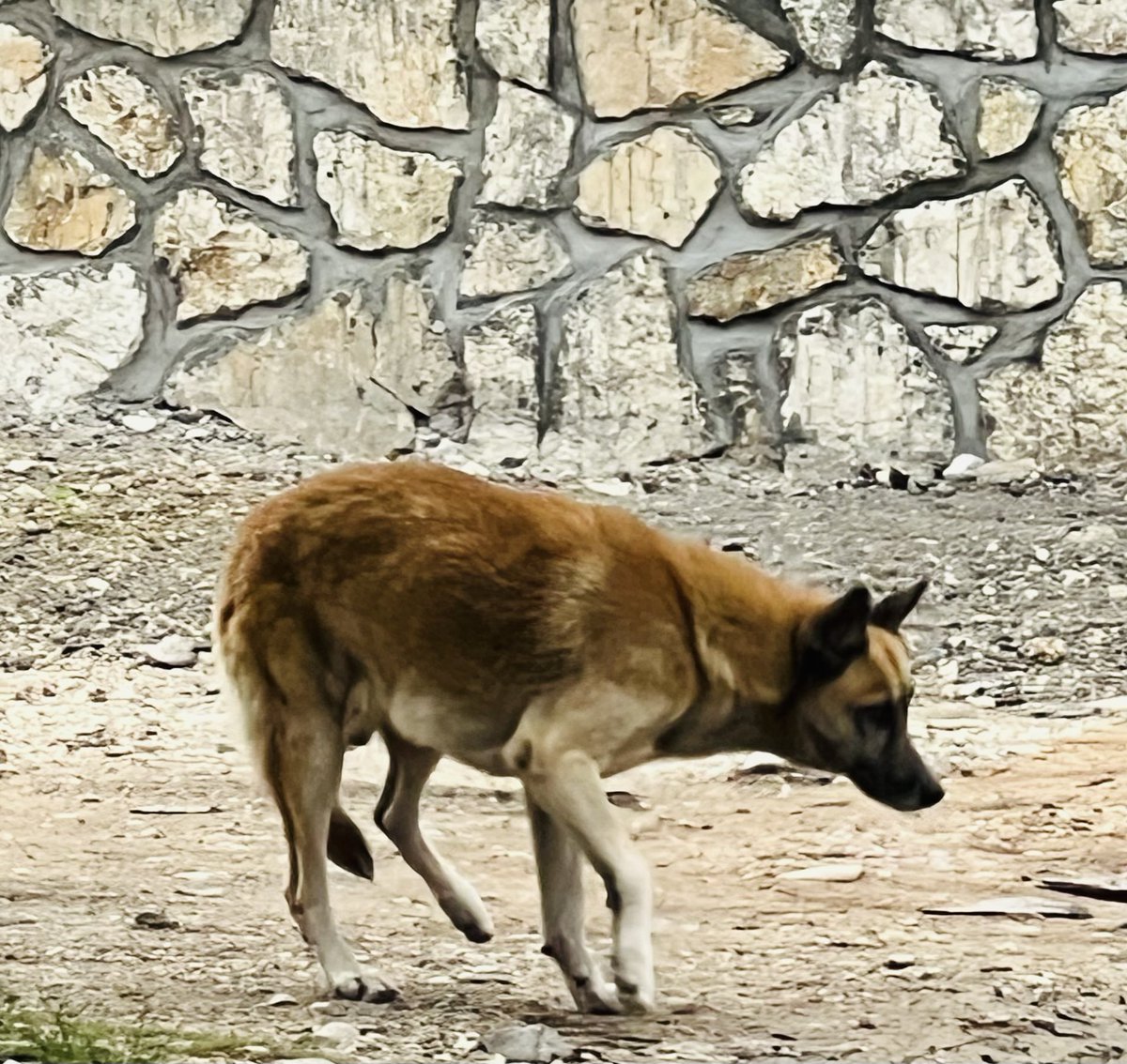 BÈL CHEN SA SANBLE PÈDI, DÈLMA 83

Yon mal chen mawon e blan, poze l nan yon enpas nan Dèlma 83 depi anviwon yon semèn. Li sanble yon chen ki te abitye ak moun : li kalm, li pwòp, epi li toujou rete nan menm enpas la. Chak m ap pase ak Rebèl, li kirye pou vin gade nou.

Si ou