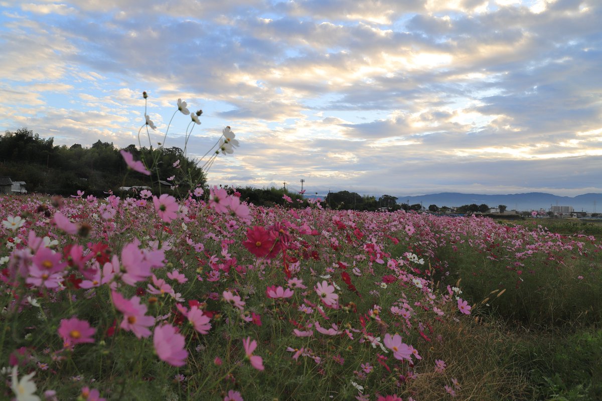 天空の花 かずにゃn。（謎） on X