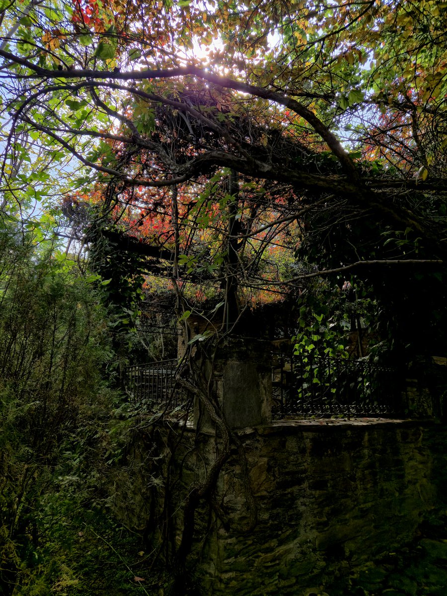 AURORAAART's tweet photo. 🌿🍃🪾🍁🍂
#izmir #şirince #sonbahar #autumn https://t.co/RWt2YySEpO