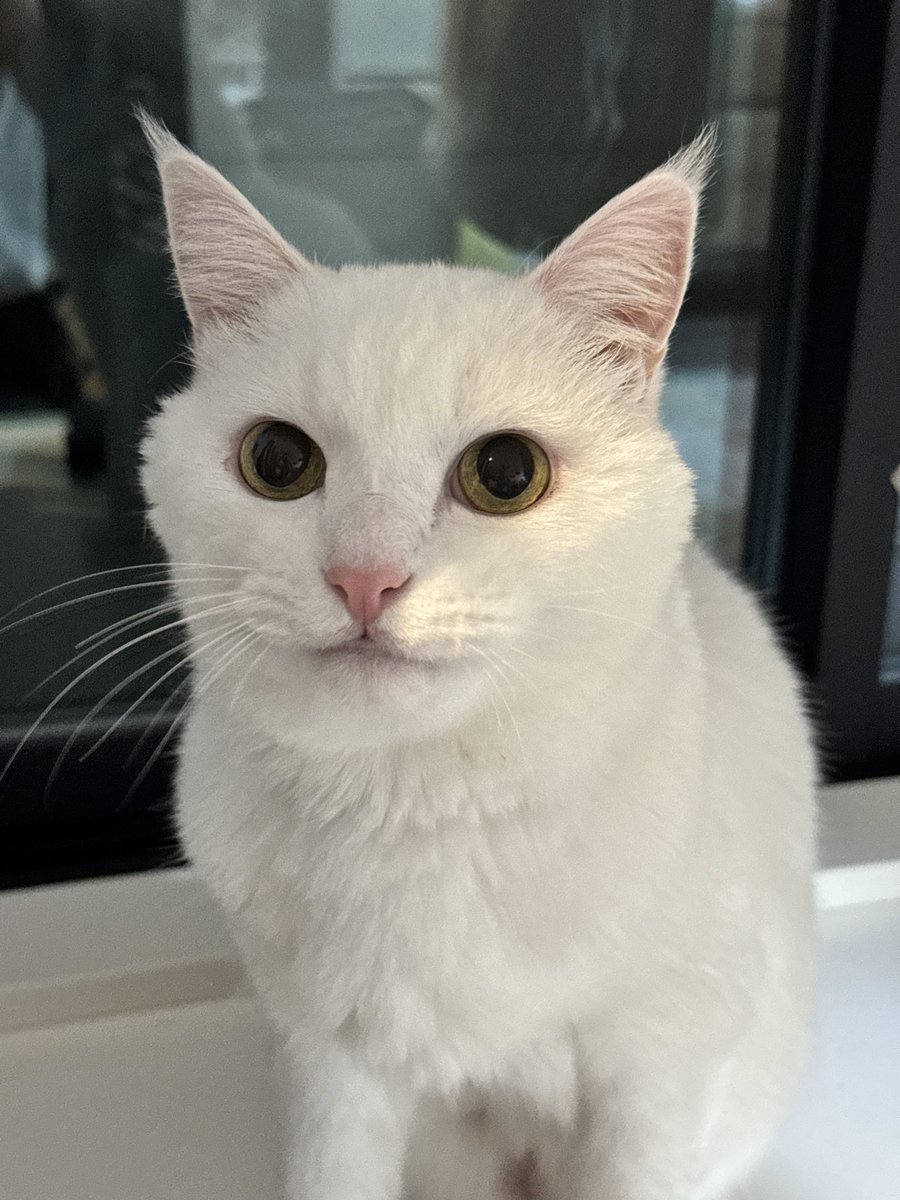 ハク様 (@hakusama0906) / Posts / X