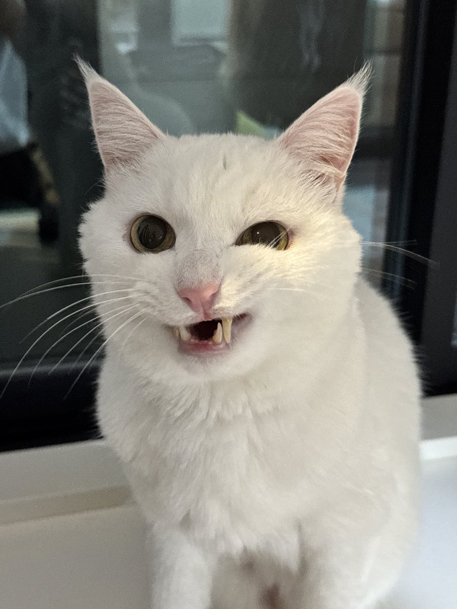 はくとん様❤️おまとめ専用ページです。3/6まで♡ 🪻ももちゃん🎗️ on X