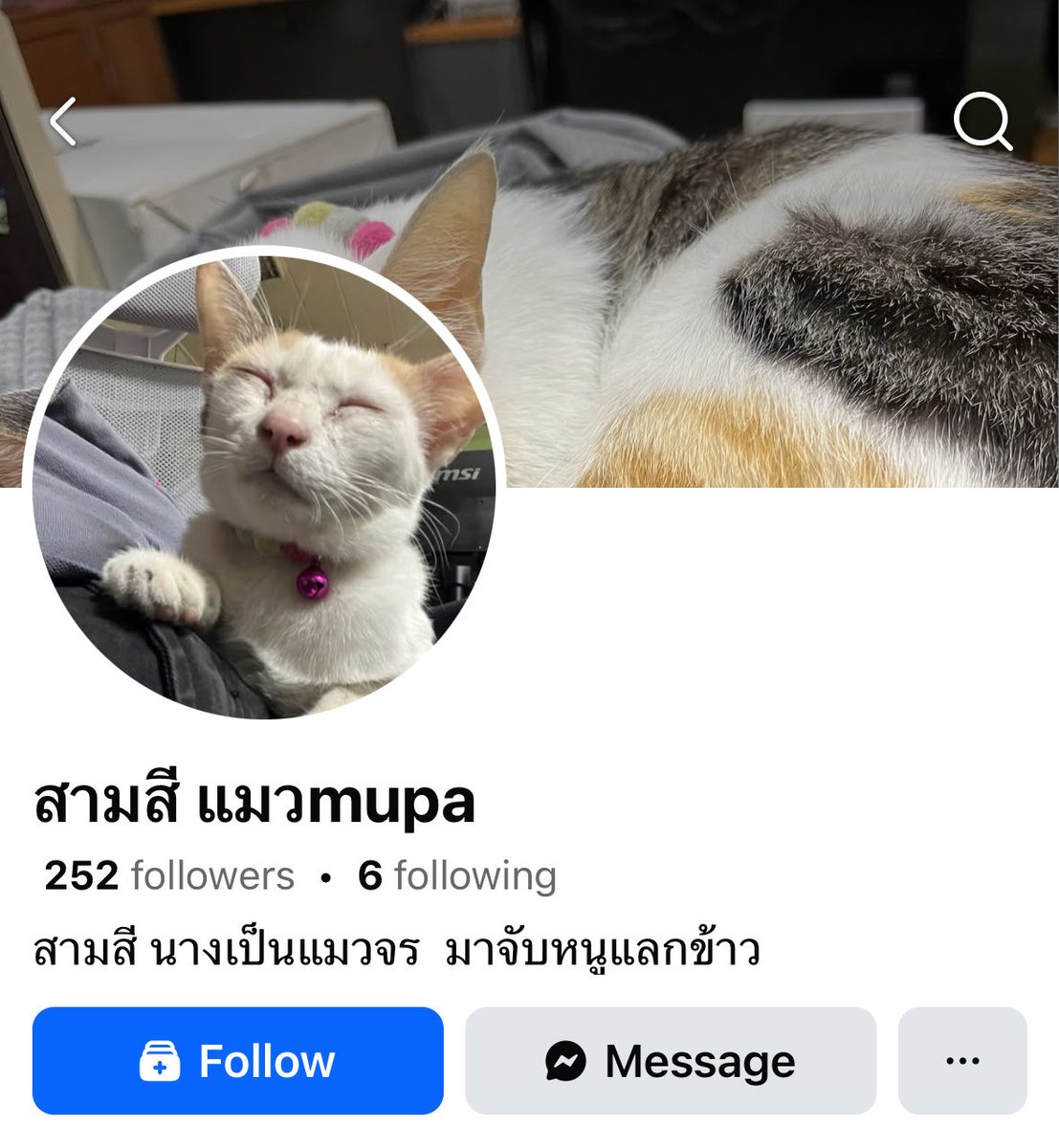 justfilemyself's tweet image. แมวคณะชั้นมีเฟสด้วยอะ