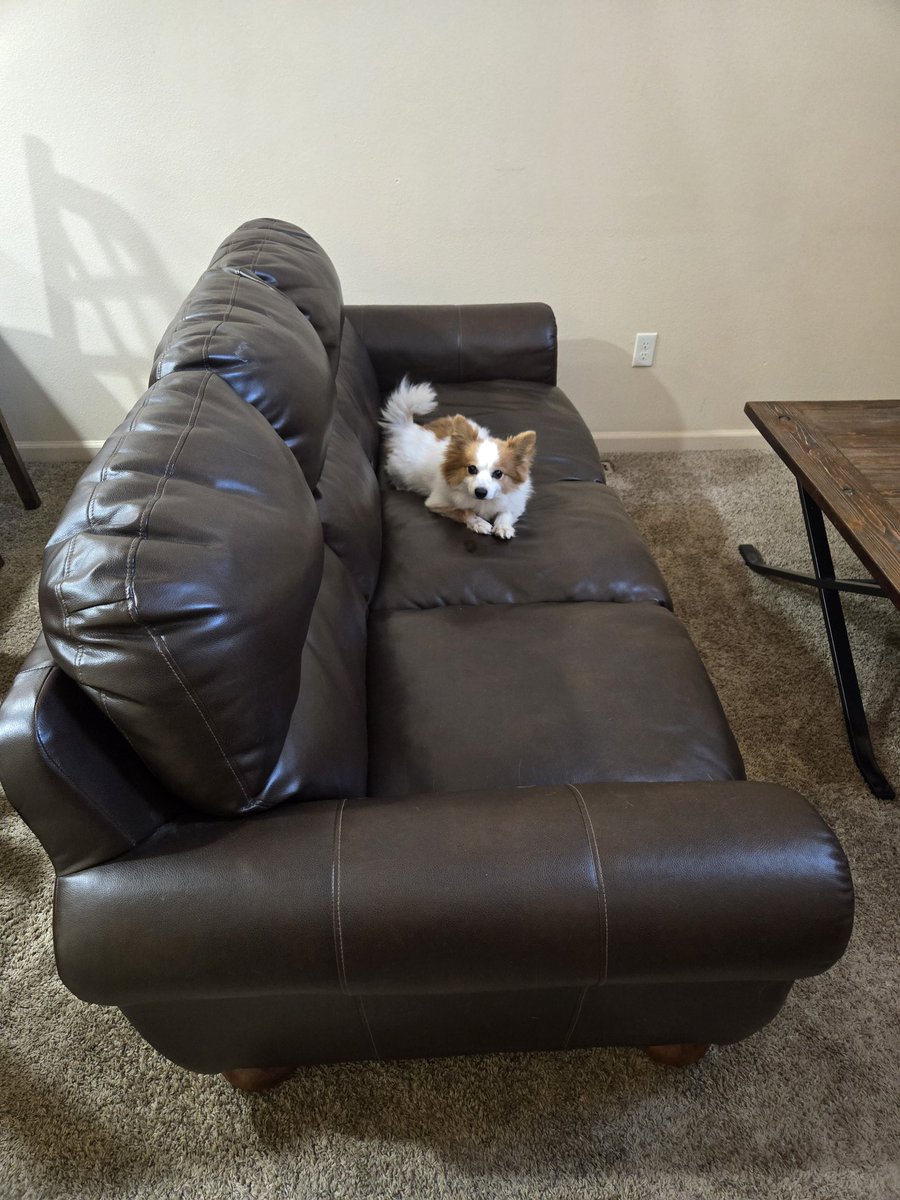 This little shit has the nerve to look at me like I am bothering him while carrying stuff upstairs 🙄