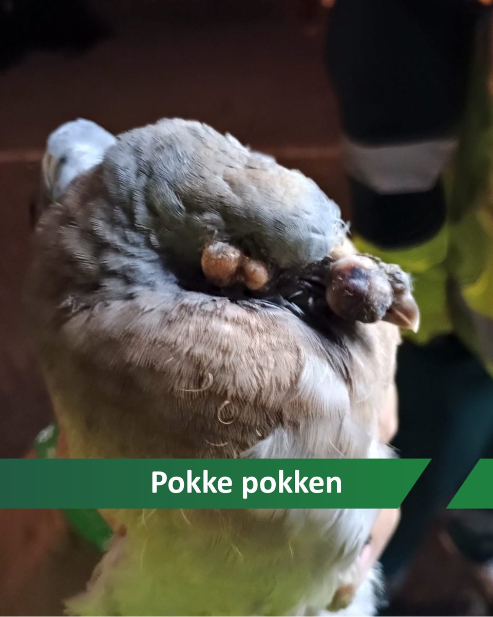 Helaas hebben veel duiven hier nu last van: pokken. Bultjes en zweertjes waardoor ze moeilijk kunnen drinken. Het is een virus die direct of via insecten wordt overgedragen. Helaas is er geen behandeling tegen. Als het er teveel zijn, dan moet de duif worden ingeslapen.
