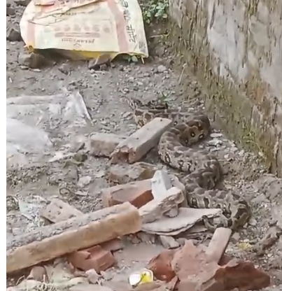 bstvlive's tweet image. उन्नाव : गंगाघाट इलाके में दिखा अजगर
➡स्थानीय लोगों ने प्रशासन को दी सूचना
➡गंगाघाट थानात इलाके का मामला
#Unnao #PythonSighting #LocalAlert #UttarPradesh