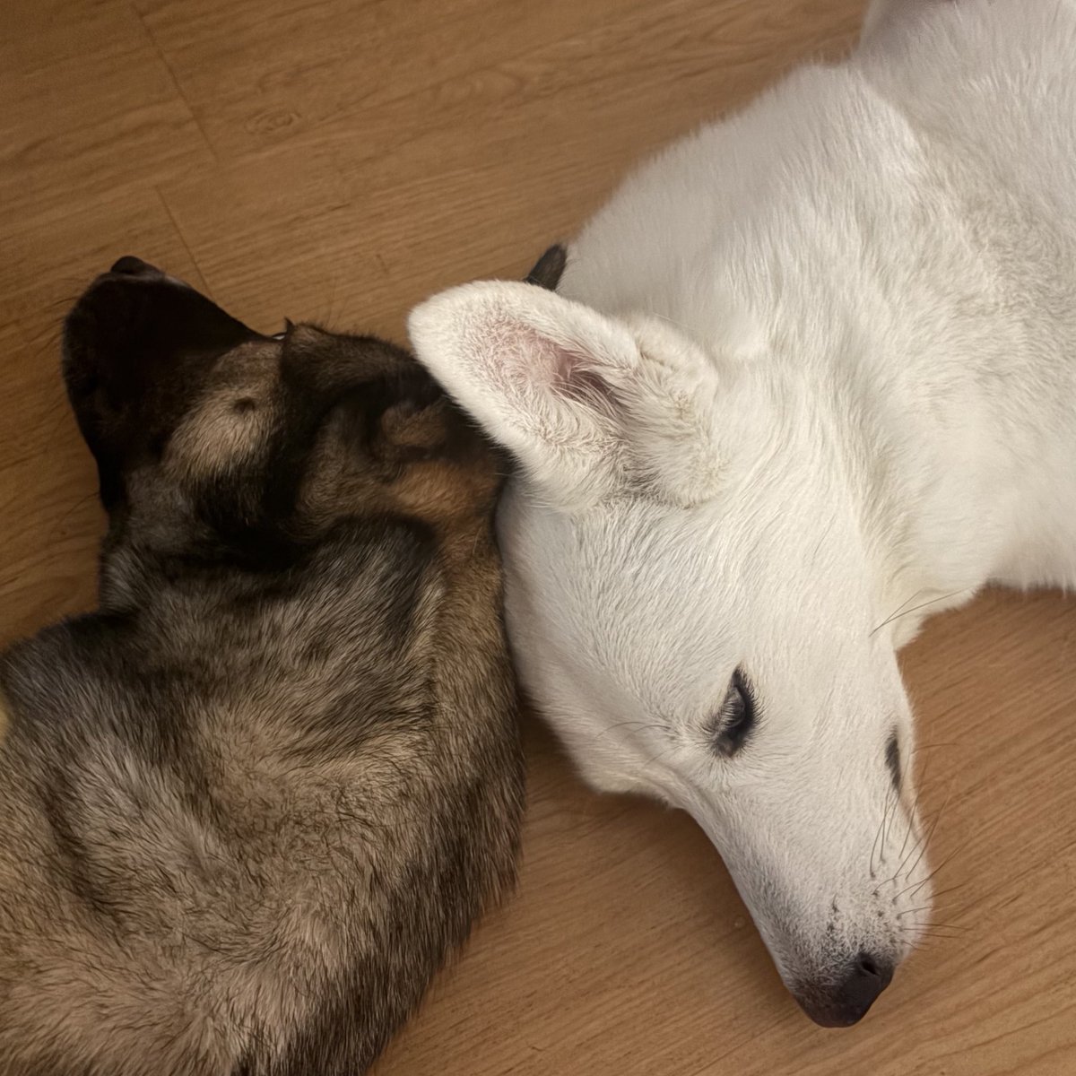 저희 가족이 지니에 이어 진예의 평생까지 책임지게 되었습니다
그동안 물심양면으로 도와주신 분들께 진심으로 감사드려요
두 아이 모두 언제나 편안한 매일을 보낼 수 있도록 노력하겠습니다