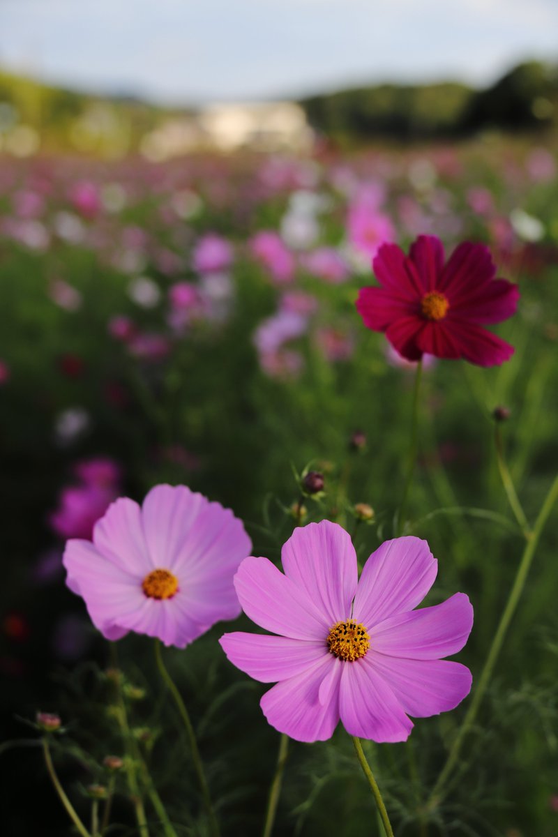 確認(*๓´╰╯`๓)♡画像3枚 yossi0212 on X