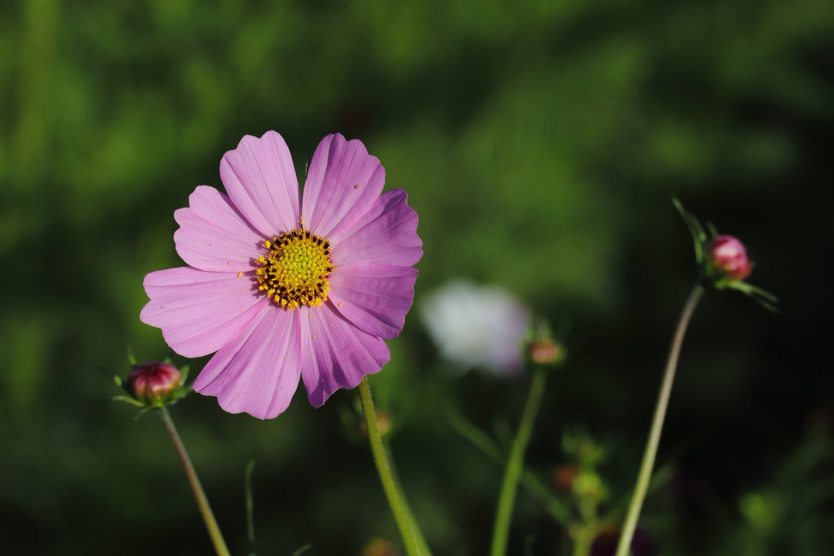 かずにゃn。（謎） on X