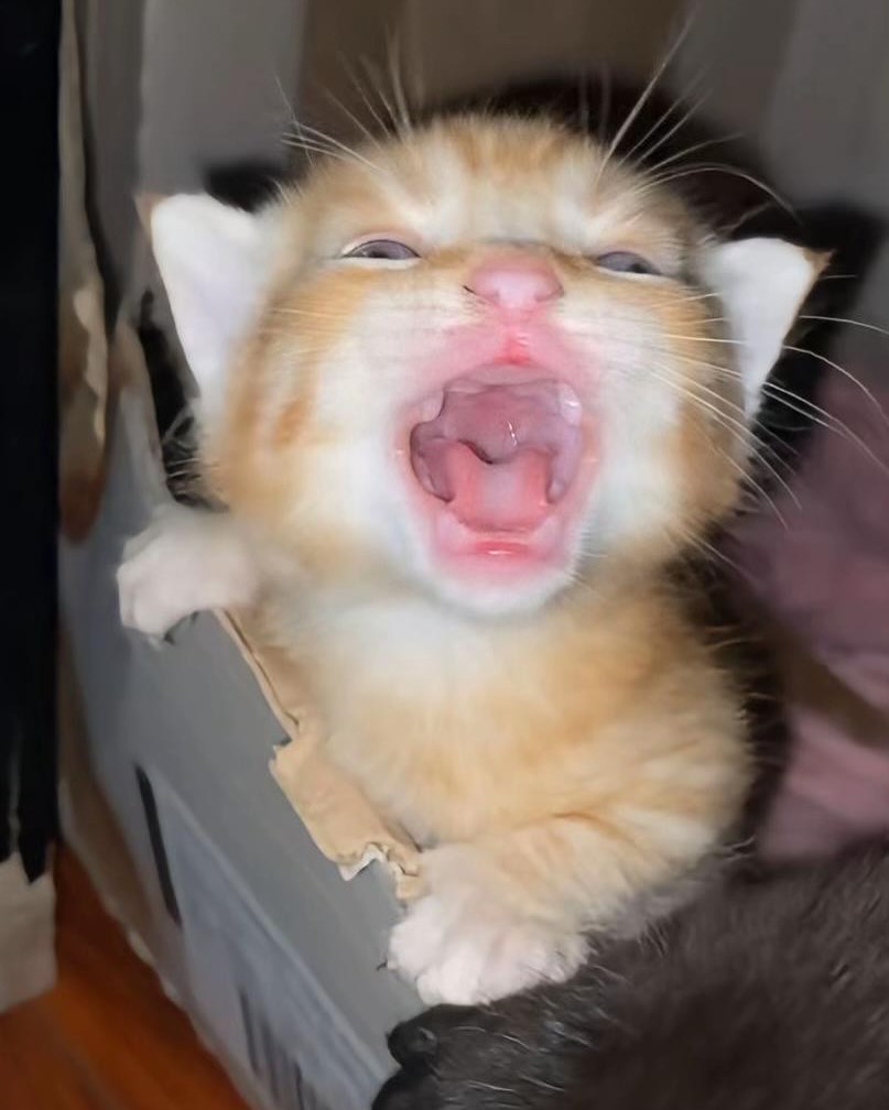 "No teef! I am baby!"