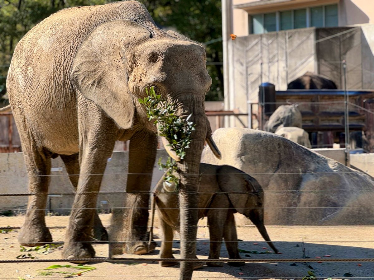 狸猫さま おわんさばず 250606 - YouTube