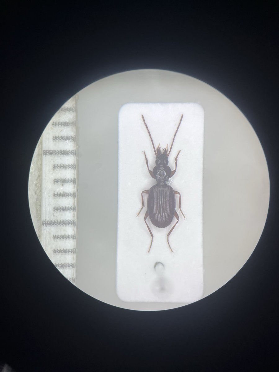 ツキ山 tweet media