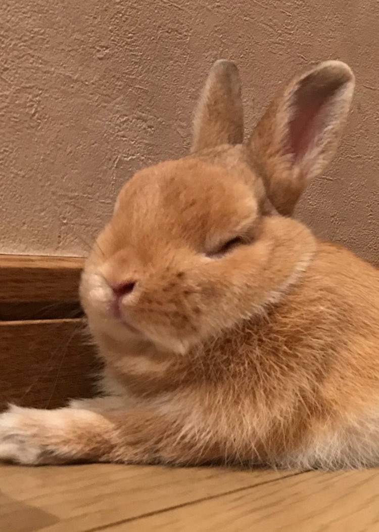 七福屋本舗 ぴょんぴょん丸 (@ud0u0dyy7iiwLKa) / Posts / X