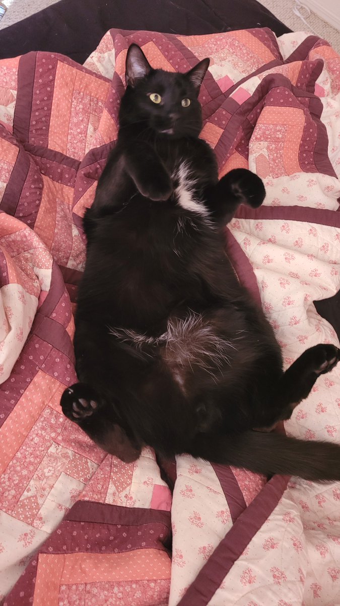 G0REVID's tweet image. out of desperation I'm begging but my cat Beetle has gotten a UTI that is very deadly to male cats. 
We've been quoted 6k to hospitalize him. And we have no savings. Our alternative is putting him down
If anyone can help my c@sh@pp is $lambbs and my venm0 is @/klambs
Thank you 🙏