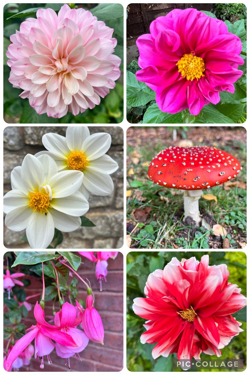 Hanging on to these colours!! #sixonsaturday #flowers #dahlias #fungi #gardeningx #saturday #weekend