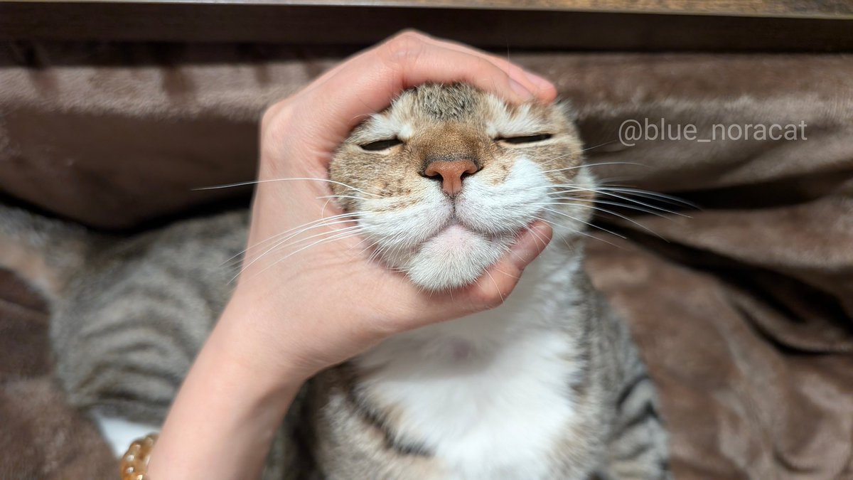 blue_noracat's tweet image. ヘッドセットつけた瞬間通話の気配を察知して背後からクソデカﾆｬｰﾝしようとした悪いﾈｺﾁｬﾝは小顔の刑です