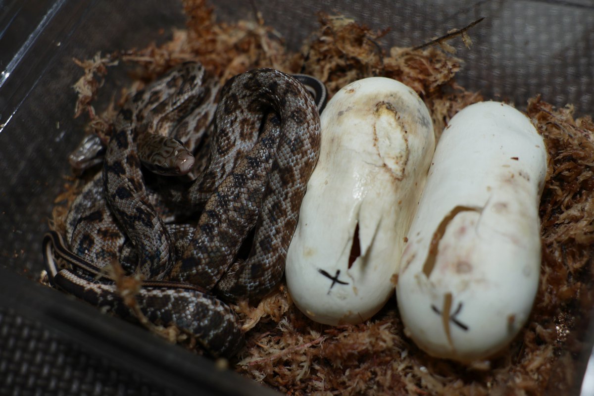 2023_pcmc's tweet image. 6月に産卵した宮古島系統のサキシマスジオが8月に再び産卵、その卵が孵化した。5つを産卵したがうち3つは早々に腐敗し廃棄、残り2つは無事に孵った。
何せ小さい、当方で毎度孵化してくる個体の半分程度である。