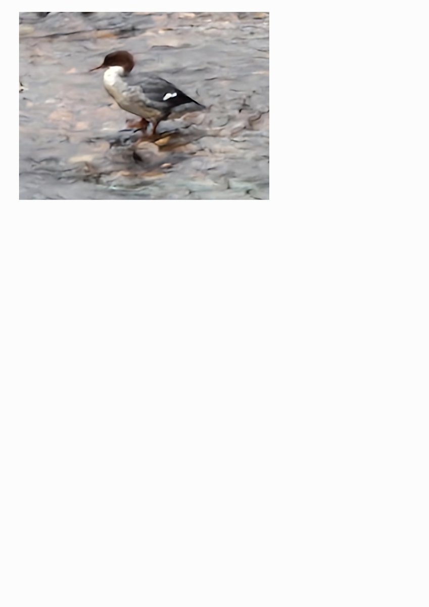 Peterjh67's tweet photo. @Natures_Voice hi I'm trying to identify this bird, can anyone help. Many thanks https://t.co/eiJMNuNsKQ