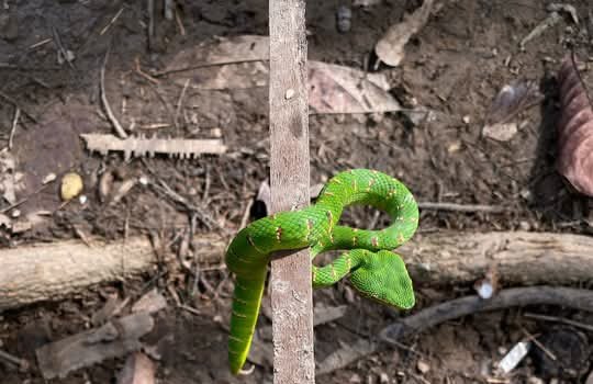 morens_crypto's tweet image. Green and Blue Pit Viper in Sumatra Rainforests 😍🤩😍💚🐍💙🌳🌳🌳🙏🙏