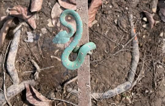 morens_crypto's tweet image. Green and Blue Pit Viper in Sumatra Rainforests 😍🤩😍💚🐍💙🌳🌳🌳🙏🙏